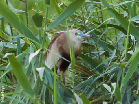 Indian Pond Heron