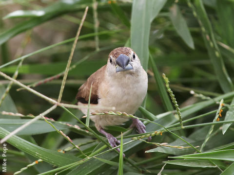 Indian Silverbill