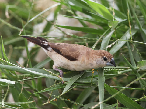 Indian Silverbill