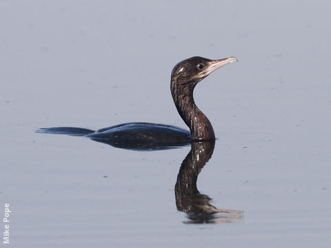 Pygmy Cormorant