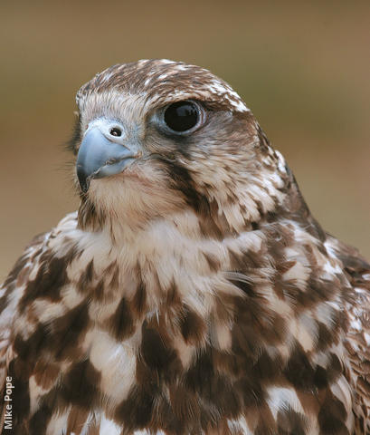 Saker Falcon