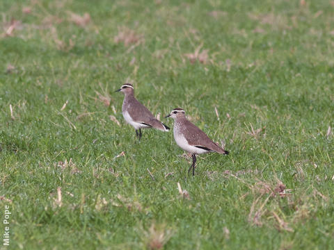 Sociable Lapwing