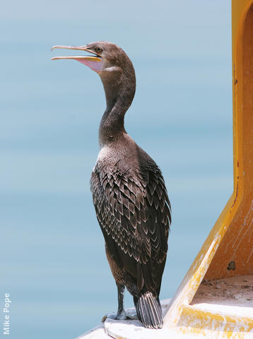 Socotra Cormorant (Immature)