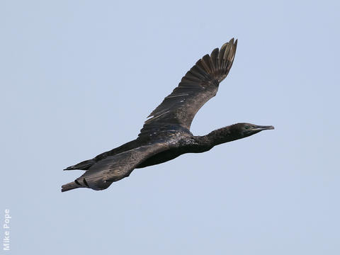 Socotra Cormorant