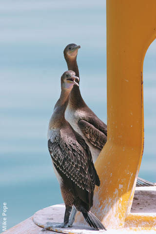 Socotra Cormorants (Immatures)