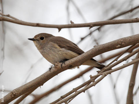 Taiga Flycatcher (2nd record, Dec 2013)