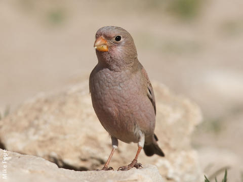 Trumpeter Finch