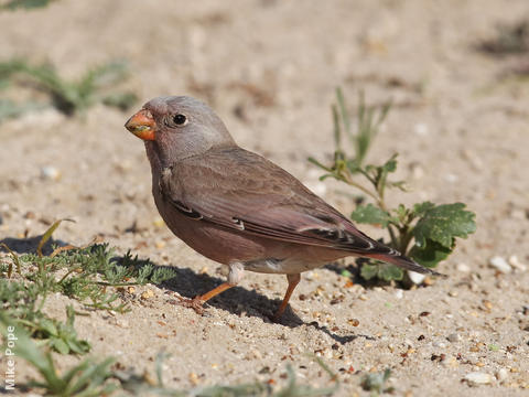 Trumpeter Finch