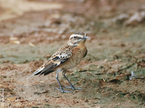 Whinchat (Male non-breeding)