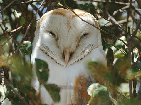 Western Barn Owl