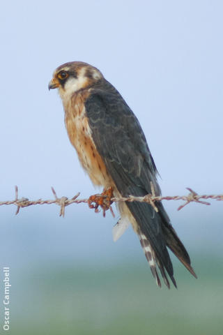 Red-footed Falcon (Female, UAE)