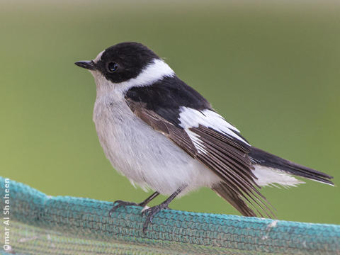 Collared Flycatcher