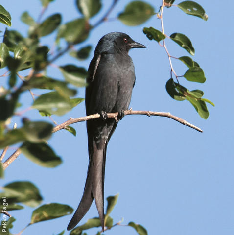 Ashy Drongo