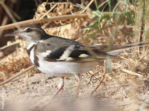 Forest Wagtail