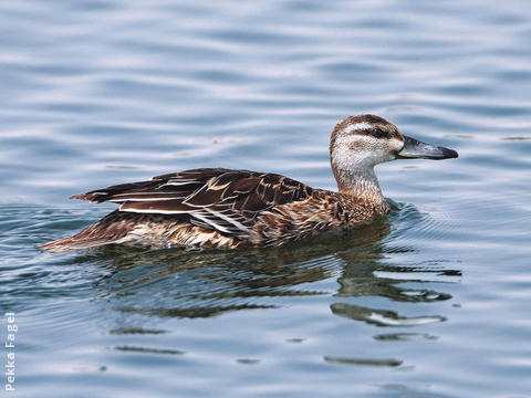 Garganey (Female)