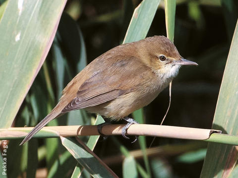 Indian Reed Warbler