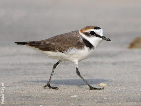 Kentish Plover (Male non - breeding)