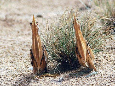 Little Bitterns