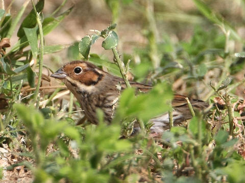 Little Bunting