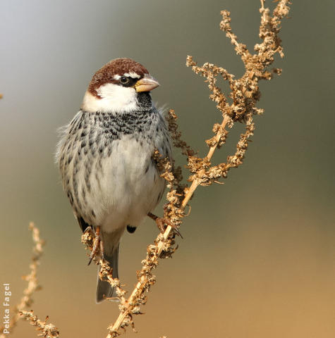 Spanish Sparrow (Male)