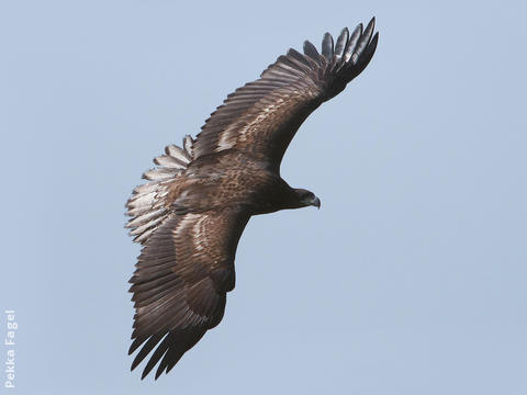 White-tailed Eagle