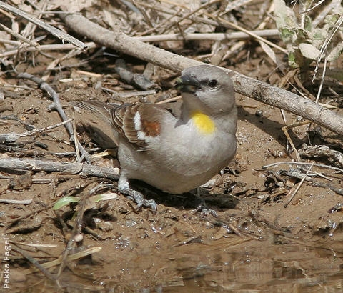Yellow-throated Sparrow (male)