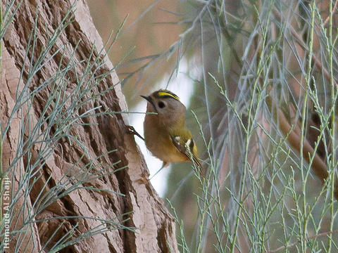 Goldcrest (1st record, Al Abraq, Dec. 2013)