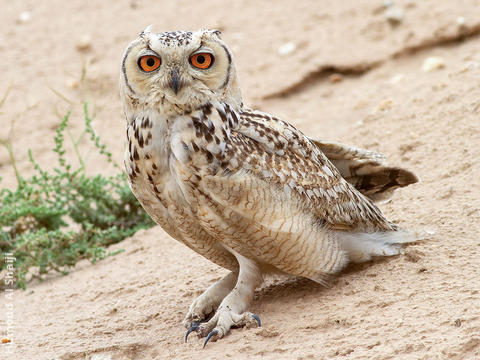 Pharaoh Eagle Owl