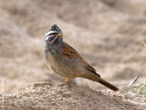 Striolated Bunting (2nd record, Wafra Oilfield, 16 Nov 2013)