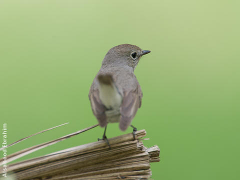 Taiga Flycatcher