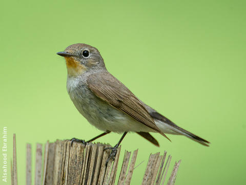 Taiga Flycatcher