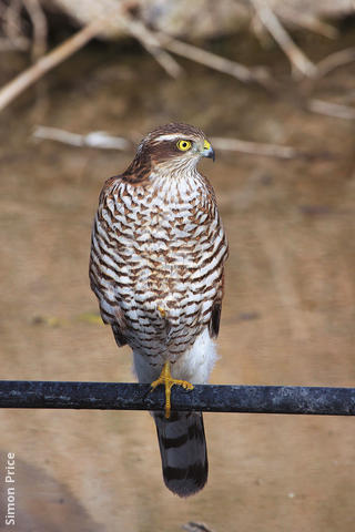 Eurasian Sparrowhawk (Juvenile)