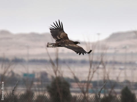 White-tailed Eagle (Immature)