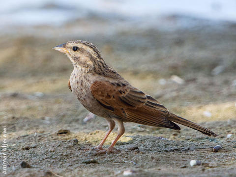 Striolated Bunting (1st record, SAANR, 14 Aug 2013)