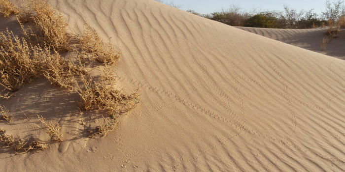 Humock dunes near the border