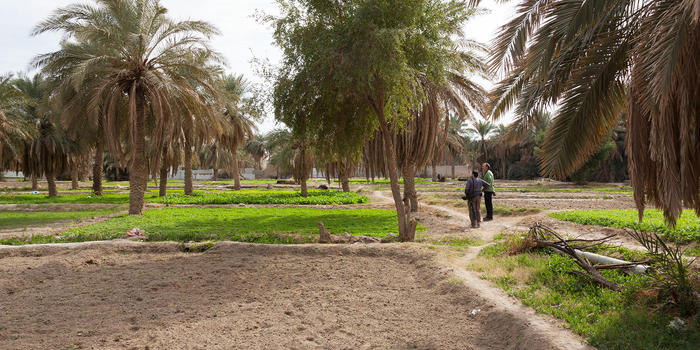 Jahra Farm (photo Aris Vidalis)