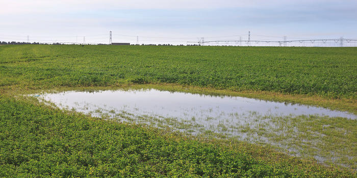 Sulaibiya Pivot Fields (photo Aris Vidalis)