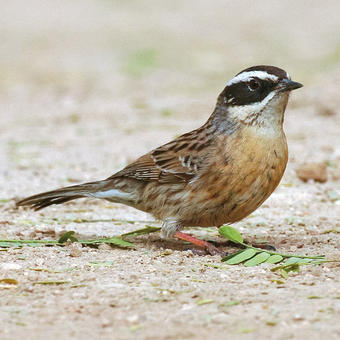 Accentors