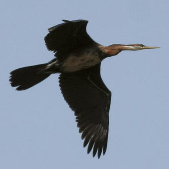 Anhingas - Darters