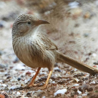 Babblers - Parrotbills