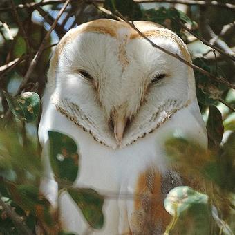 Barn Owls