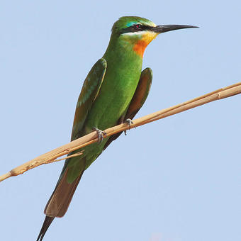 Bee-eaters