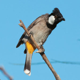 Bulbuls