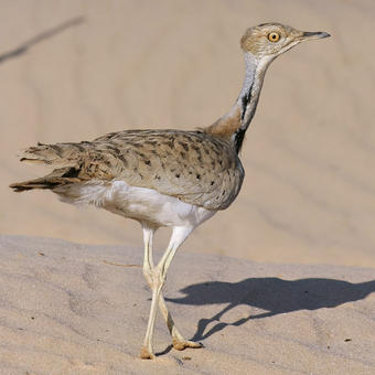 Bustards