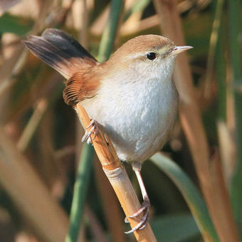 Cettia bush warblers