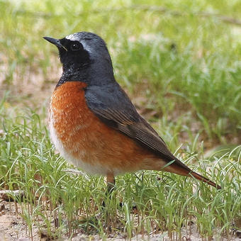 Chats - Old World Flycatchers