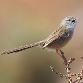 Cisticolas