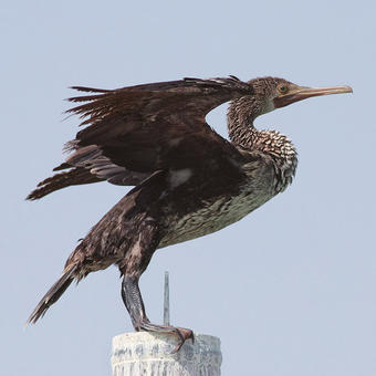 Cormorants - Shags