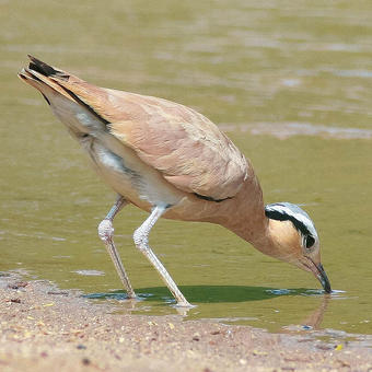 Coursers - Pratincoles