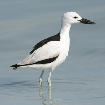 Crab-plover